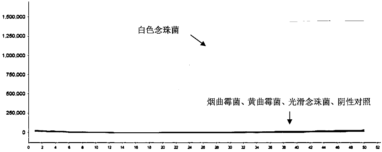 LAMP primer combination for detecting candida albicans in intraocular fluid and application thereof