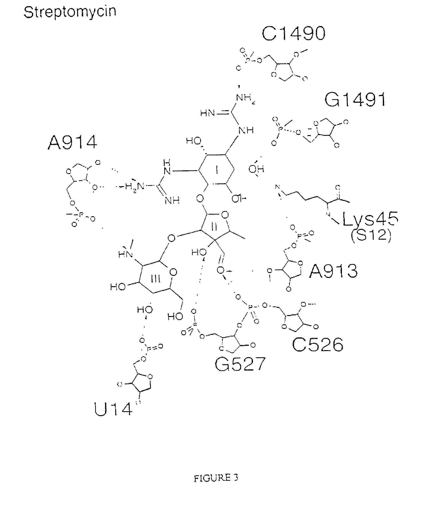 Crystal structure of antibiotics bound to the 30S ribosome and its use