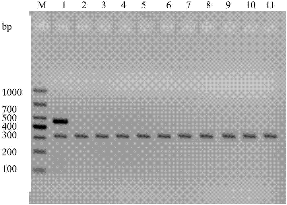 RPA-IAC primer for detecting vibrio mimicus and method