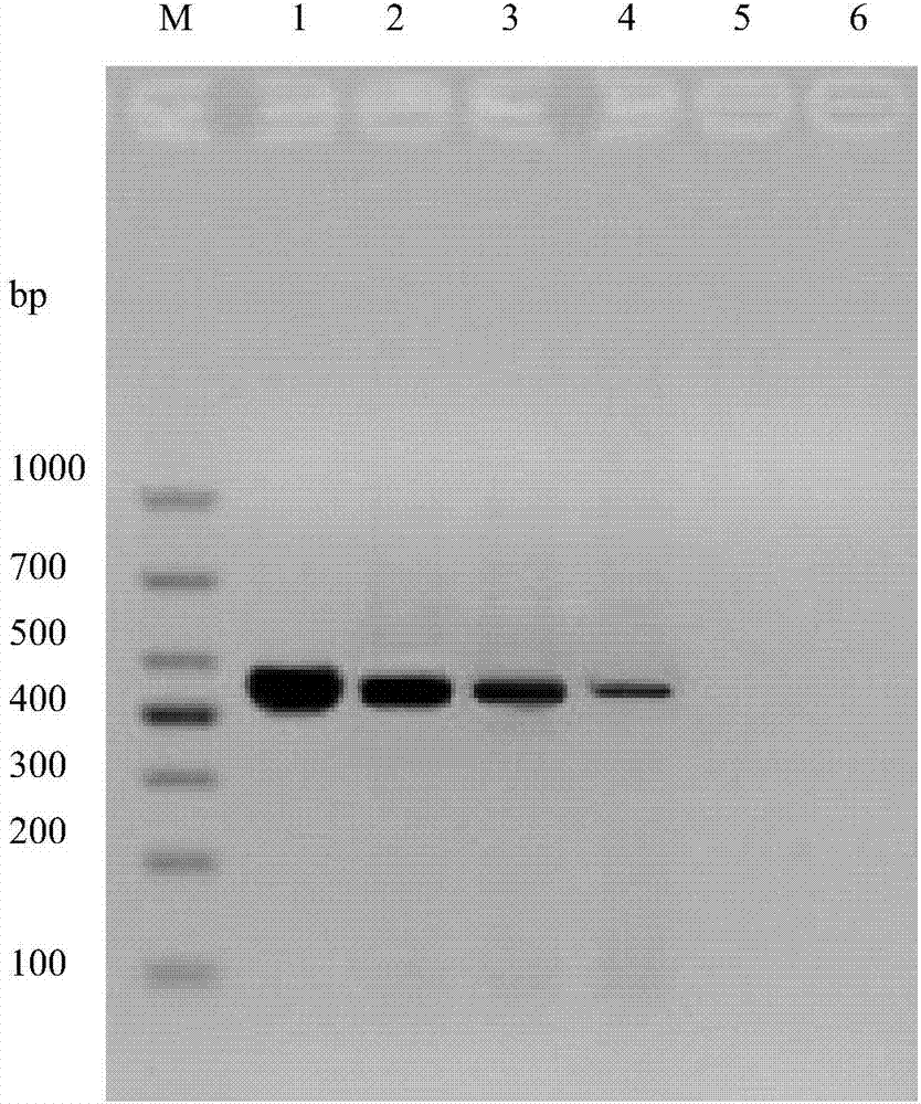 RPA-IAC primer for detecting vibrio mimicus and method