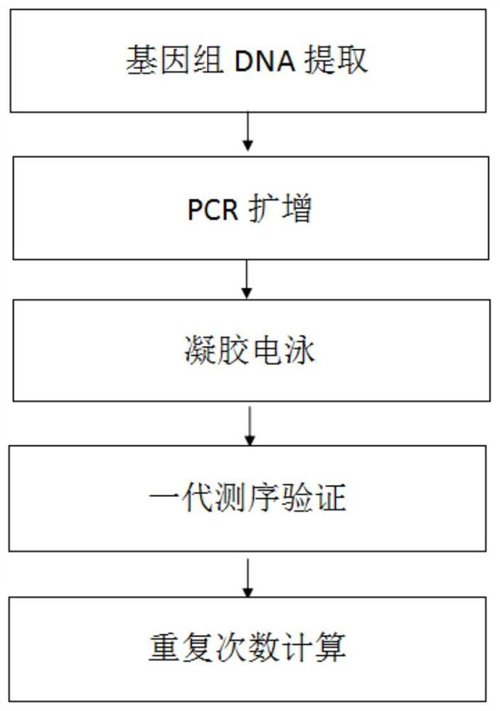 PCR detection kit for CTG region of atrophic myotonin protein kinase gene and application of PCR detection kit