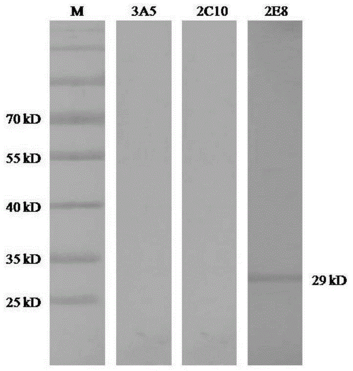 Porcine circovirus type 2 competitive ELISA antibody detection kit