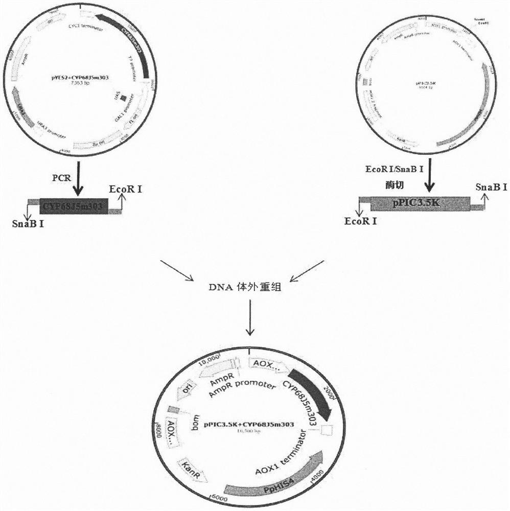 11[alpha]-hydroxylase mutant and application thereof