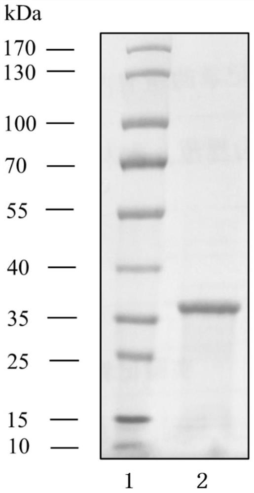 A method for producing candida antarctica lipase b and the specific dna molecule used therefor