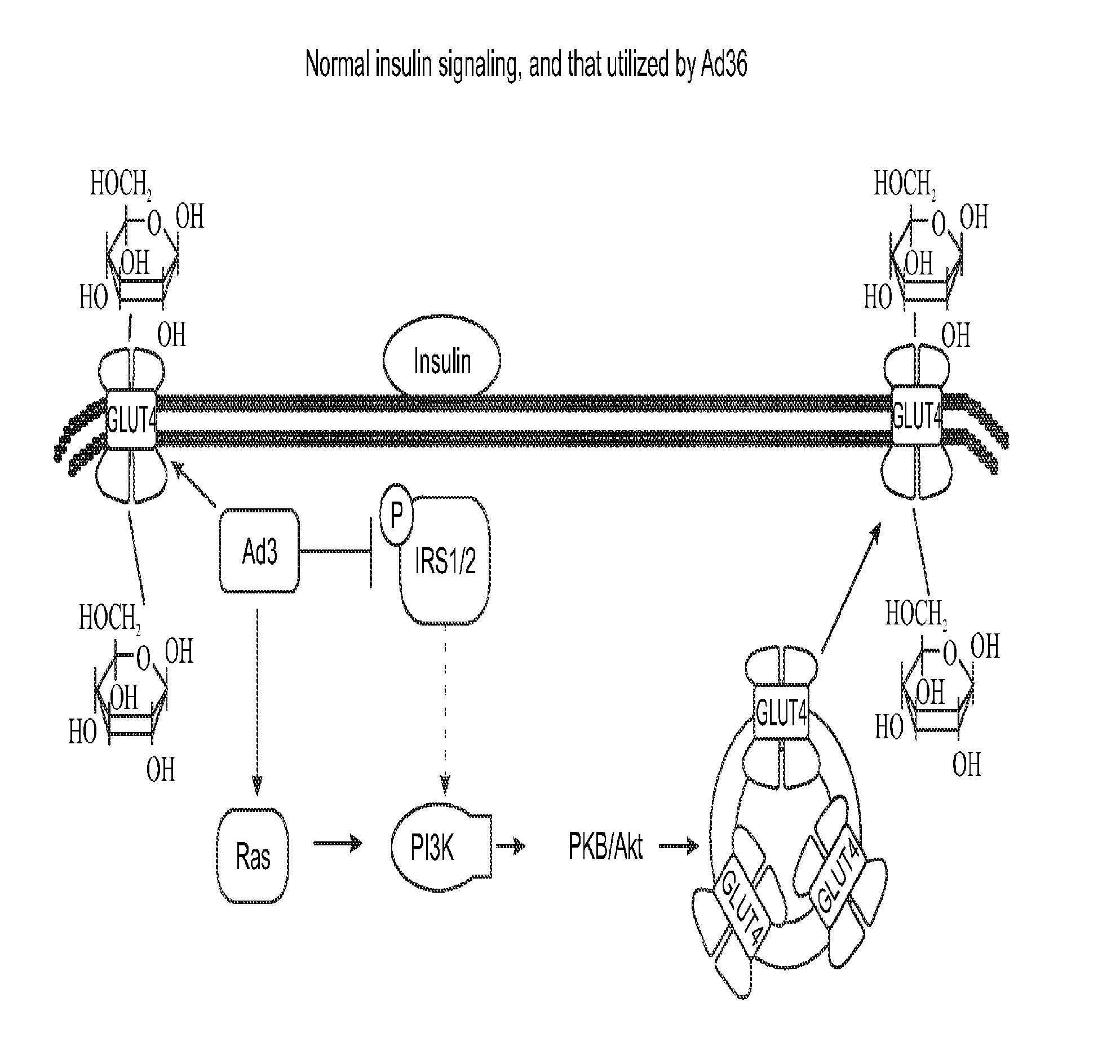 Enhanced glycemic control using ad36e4orf1 and akt1 inhibitor