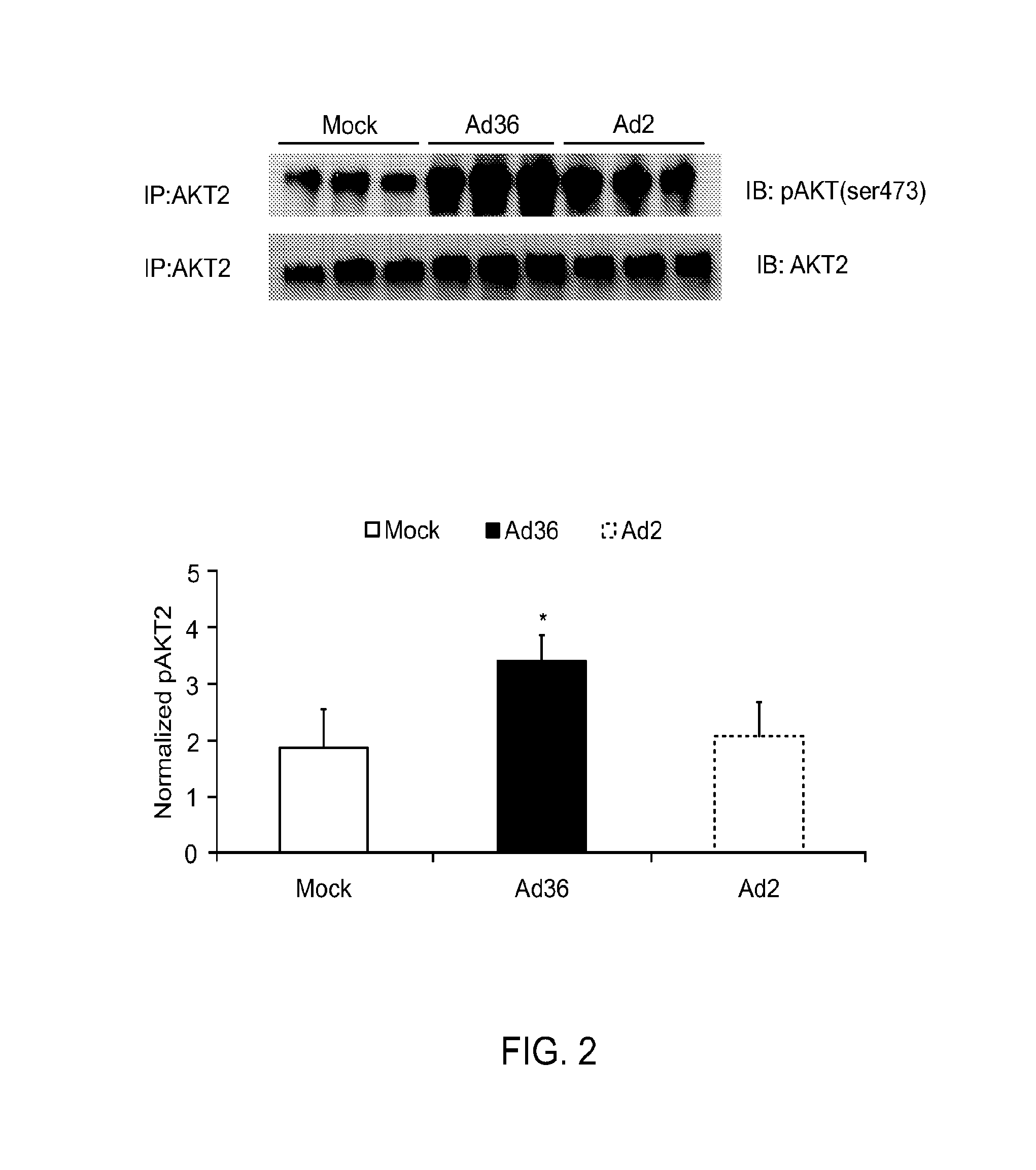 Enhanced glycemic control using ad36e4orf1 and akt1 inhibitor