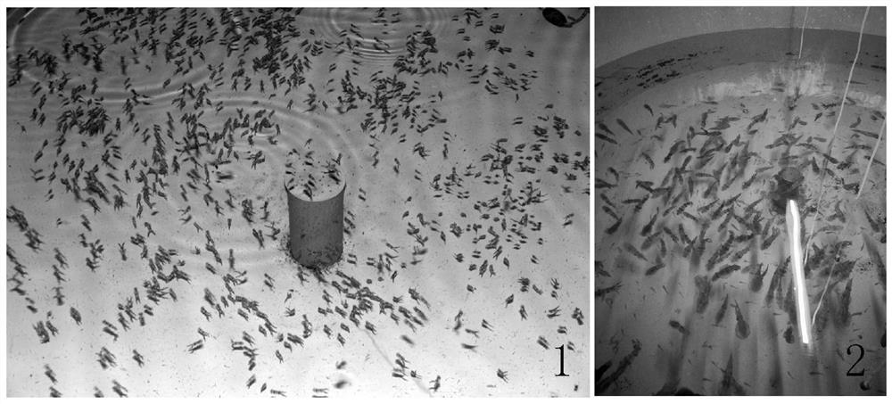 Method for iced fresh bait converting and live bait feeding for bigfin reefsquids