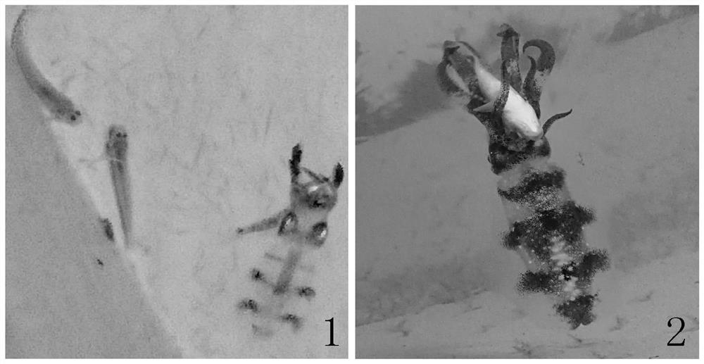 Method for iced fresh bait converting and live bait feeding for bigfin reefsquids