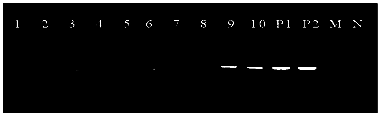 Method for quickly detecting zucchini yellow mosaic virus of siraitia grosvenorii