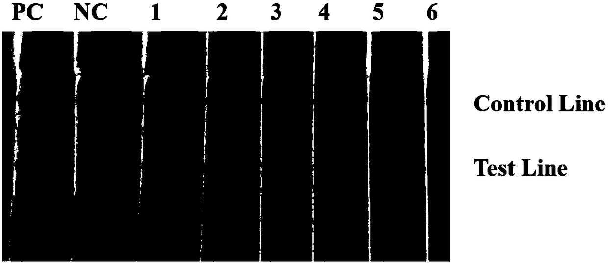 RPA (Recombinase Ploymerase Amplification)-lateral flow assay detection primer of BPIV3 (Bovine parainfluenza virus type 3), probe and kit