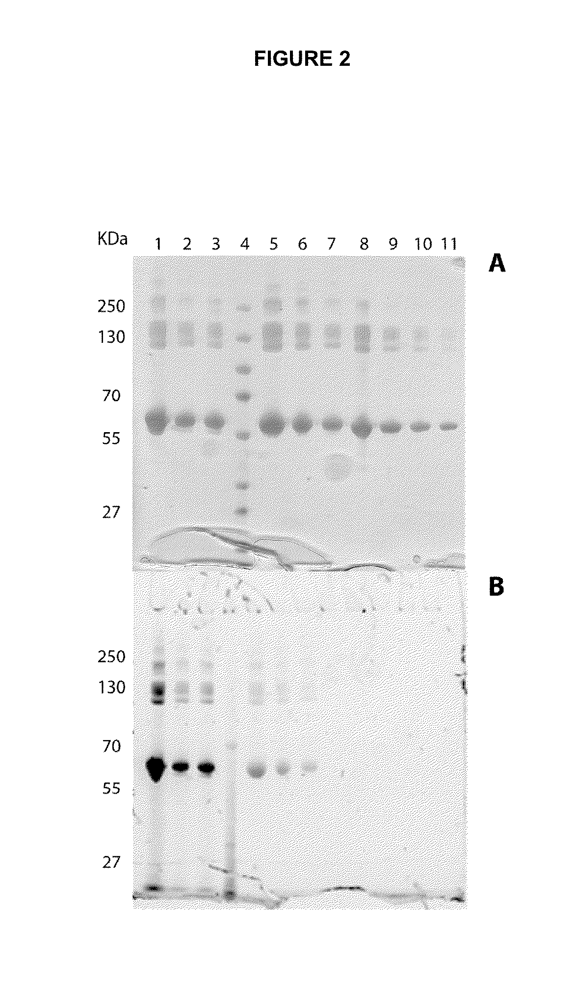 Thiazolidine Linker for the Conjugation of Drugs to Antibodies