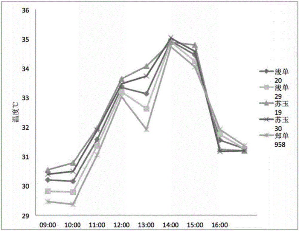 Method for screening plant variety with leaf strengthening function