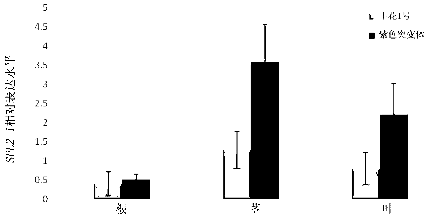 Peanut SPL (squamosa promoter-binding protein-like) transcription factor gene, as well as encoded protein and application thereof