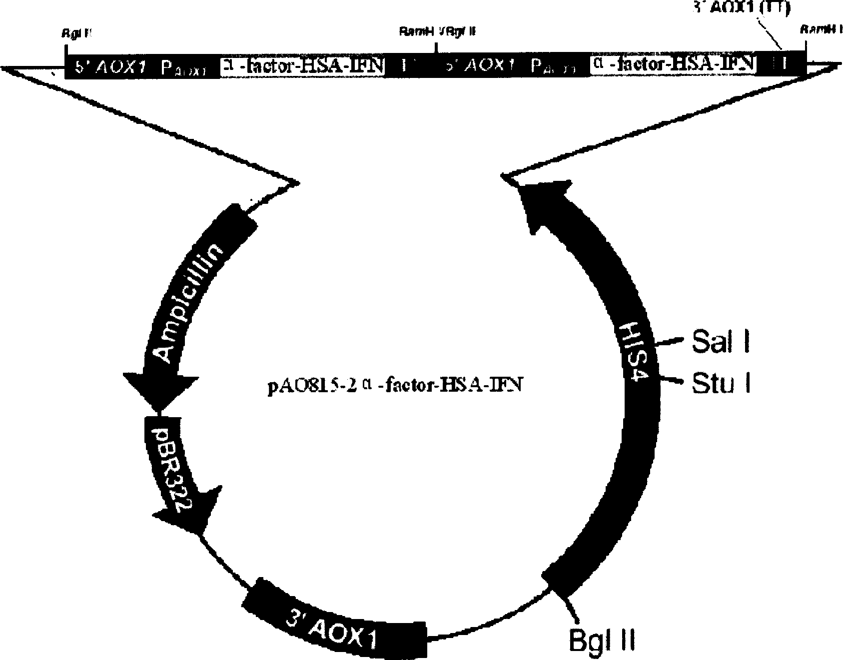 Preparation of human plasma protein fused long-effective interferon