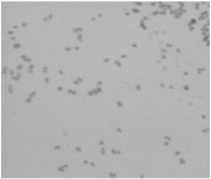 Petroleum hydrocarbon degradation bacterium and application thereof