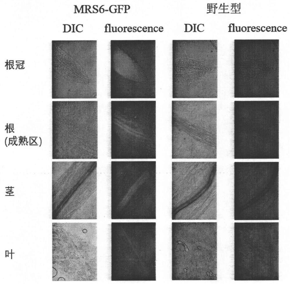 Application of mrs6 gene in improving tolerance of tobacco to heavy metal cadmium