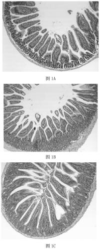 A compound plant water extract with anti-inflammatory and antibacterial and anti-oxidative functions and its preparation method and application