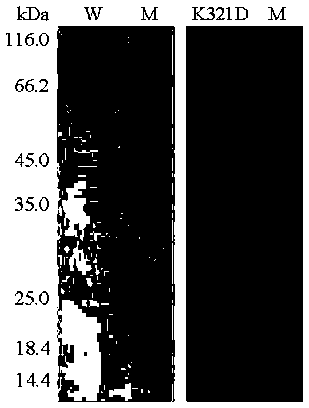 Salt-tolerant xylosidase mutant K321D as well as preparation method and application thereof