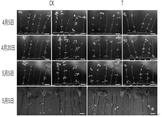 Trichoderma harzianum and application thereof