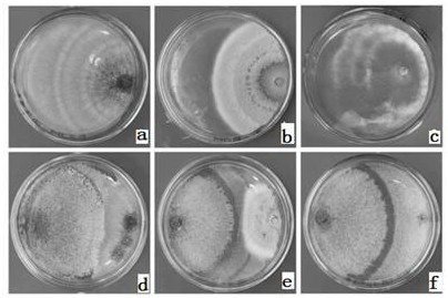 Trichoderma harzianum and application thereof