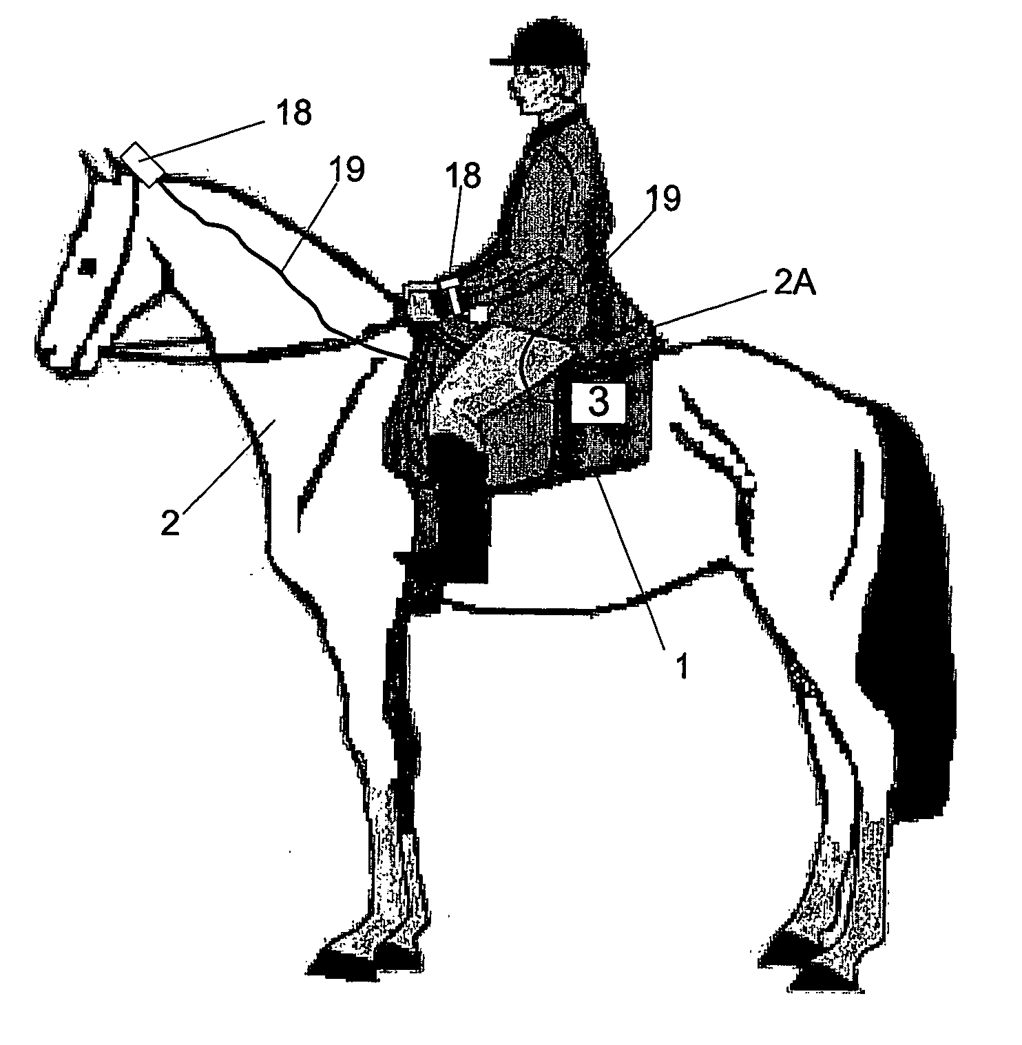 Equine fitness monitoring