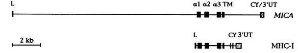 Method for preparing soluble human recombinant MICA protein