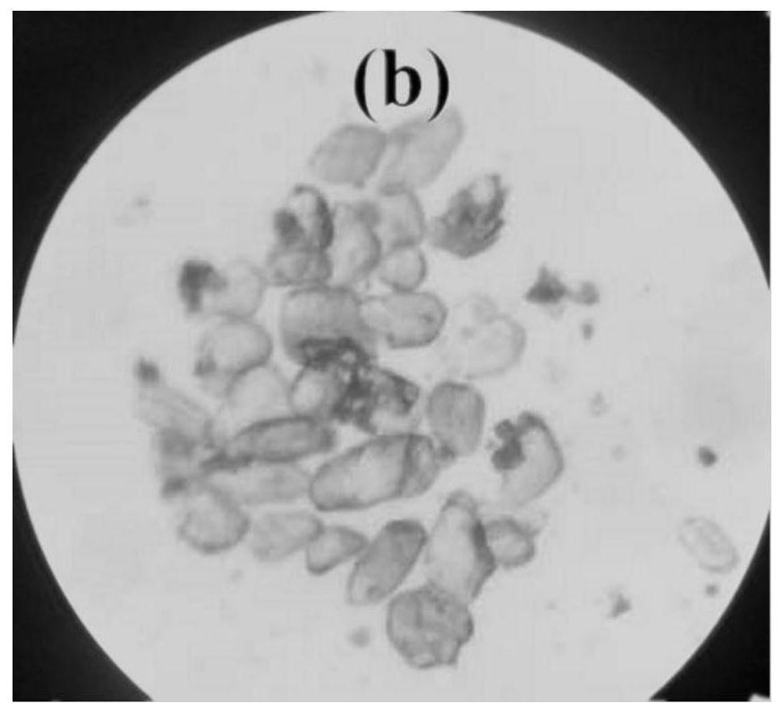 Mg-MOFs monocrystalline absorption material and preparation method and application thereof