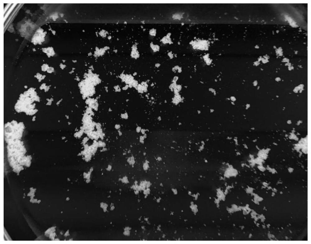 Mg-MOFs monocrystalline absorption material and preparation method and application thereof