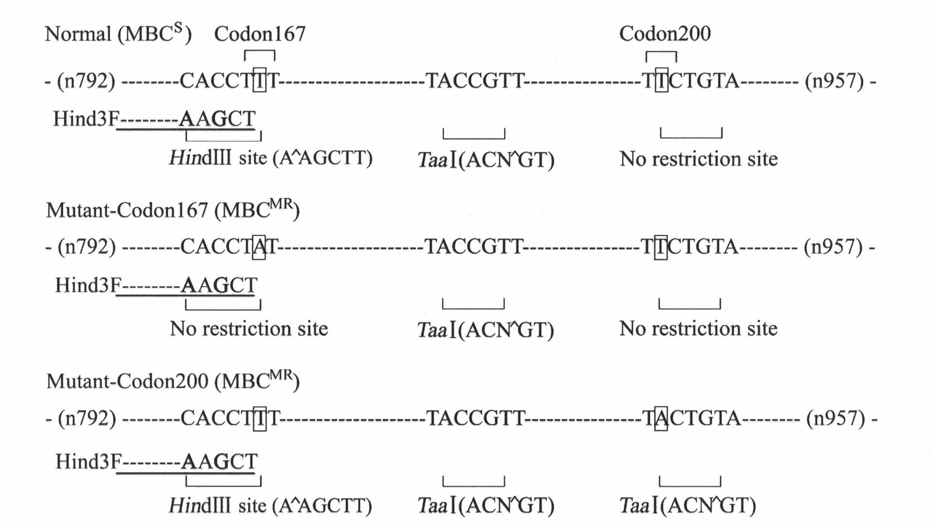 Molecule detection method of Fusarium graminearum to medium resistance level bacterial strain of carbendazim