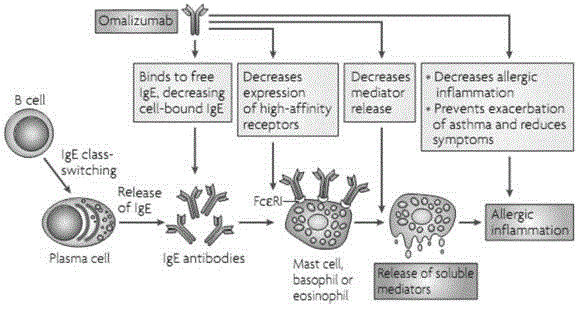 Human immune globulin epsilon heavy chain constant region (hIgE Fc) fragment protein and preparation method and application thereof