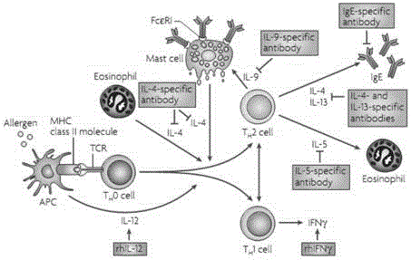 Human immune globulin epsilon heavy chain constant region (hIgE Fc) fragment protein and preparation method and application thereof