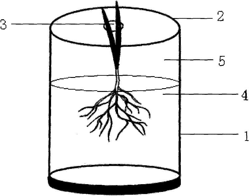 Method for in-situ dynamic observation and measurement of root system of plant