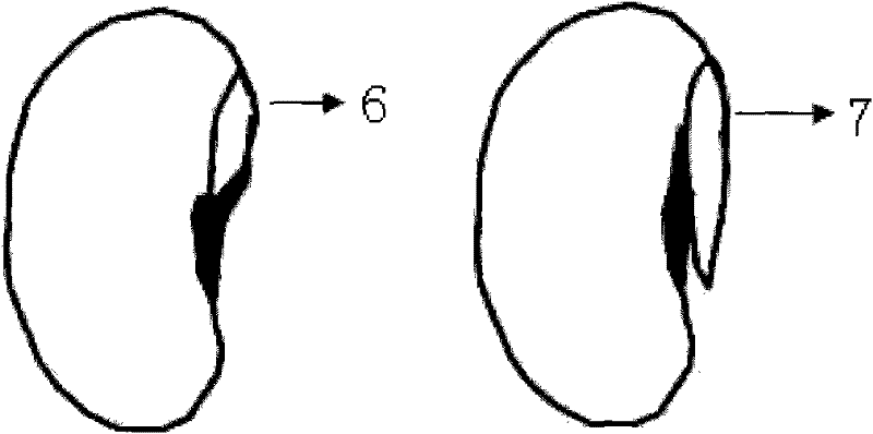 Method for in-situ dynamic observation and measurement of root system of plant