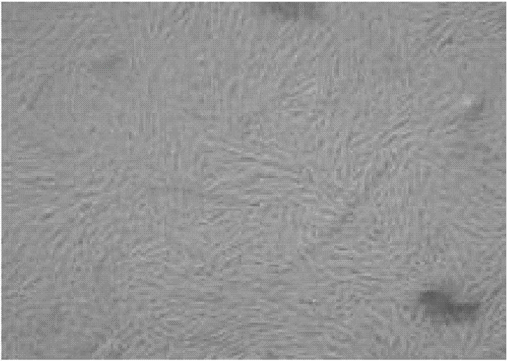 Amniotic mesenchymal stem cell culture medium and method for culturing amniotic mesenchymal stem cells