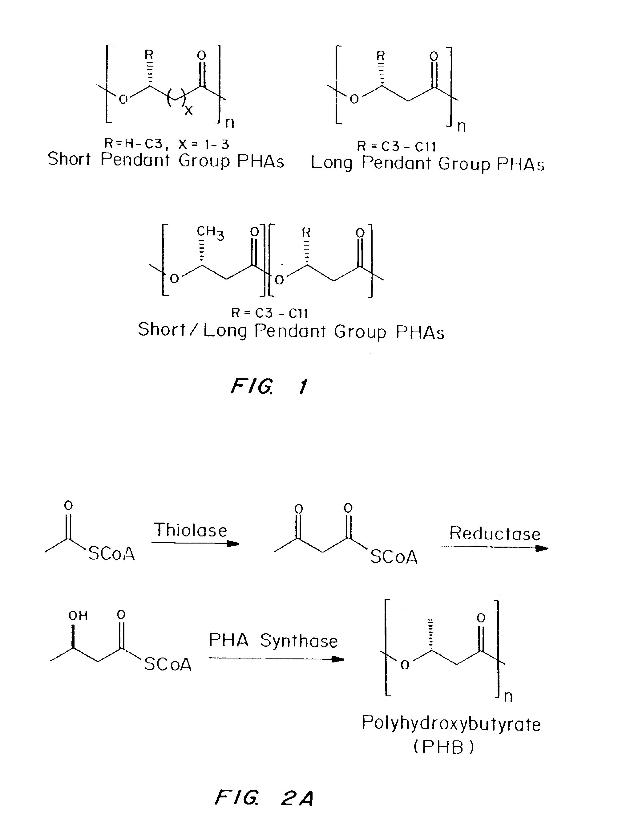 Polyhydroxyalkanoate compositions having controlled degradation rates