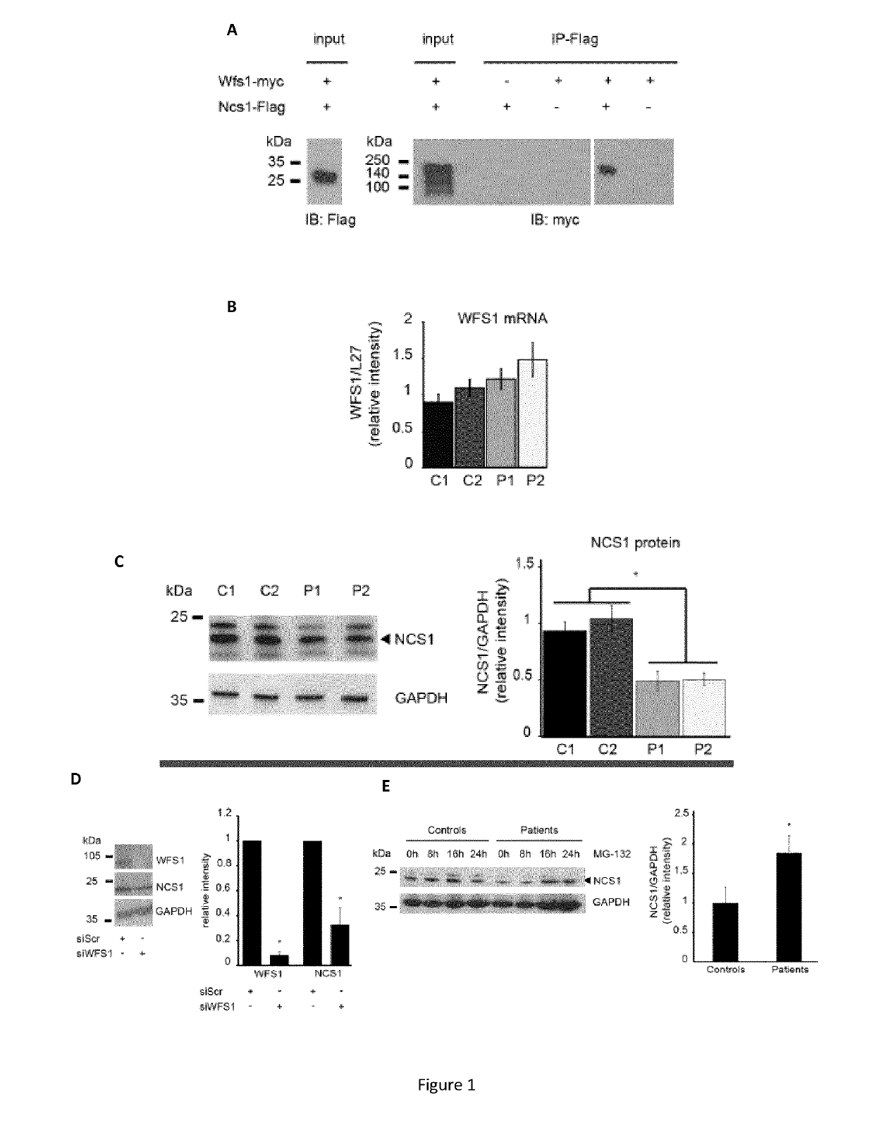 Targeting the neuronal calcium sensor 1 for treating wolfram syndrome