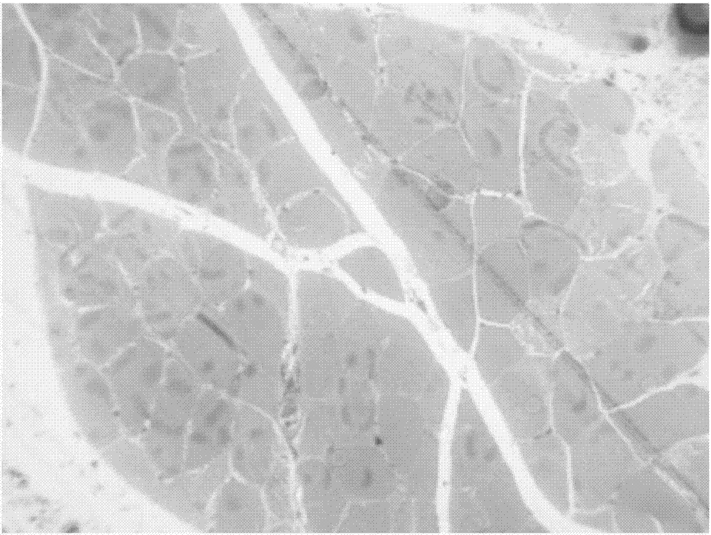 Dyeing method for tissue glycogen