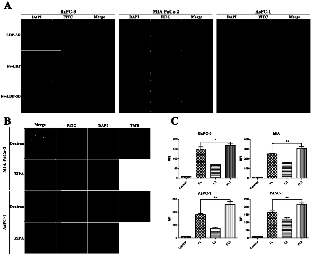 Preparation method and application of double-targeting anti-tumor recombinant protein based on antibody and macropinocytosis