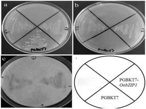 A medicinal wild rice gene oobzip1 and its expression vector and construction method