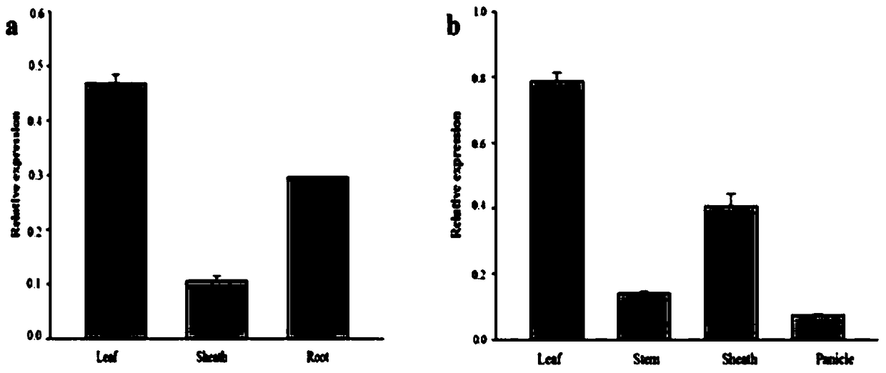 A medicinal wild rice gene oobzip1 and its expression vector and construction method