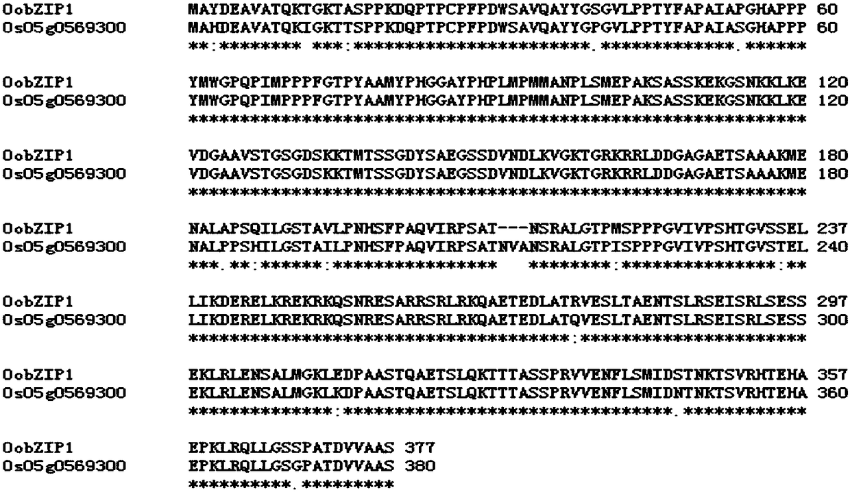 A medicinal wild rice gene oobzip1 and its expression vector and construction method