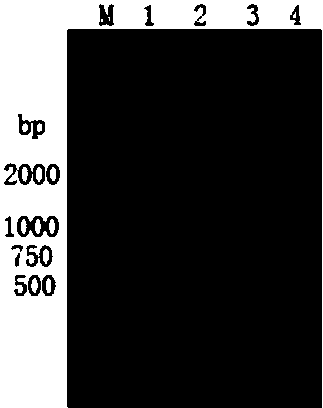 Escherichia coli O157:H7 attenuated strain and application thereof