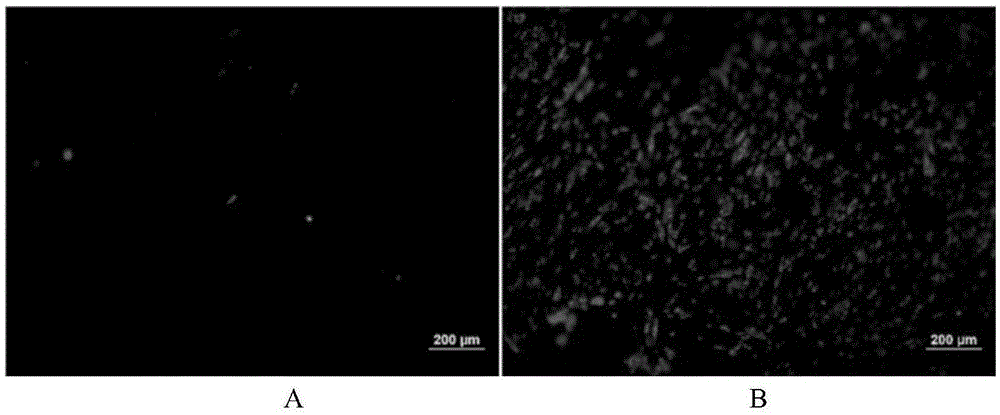 A kind of polysaccharide-dopamine composite biological glue and its application