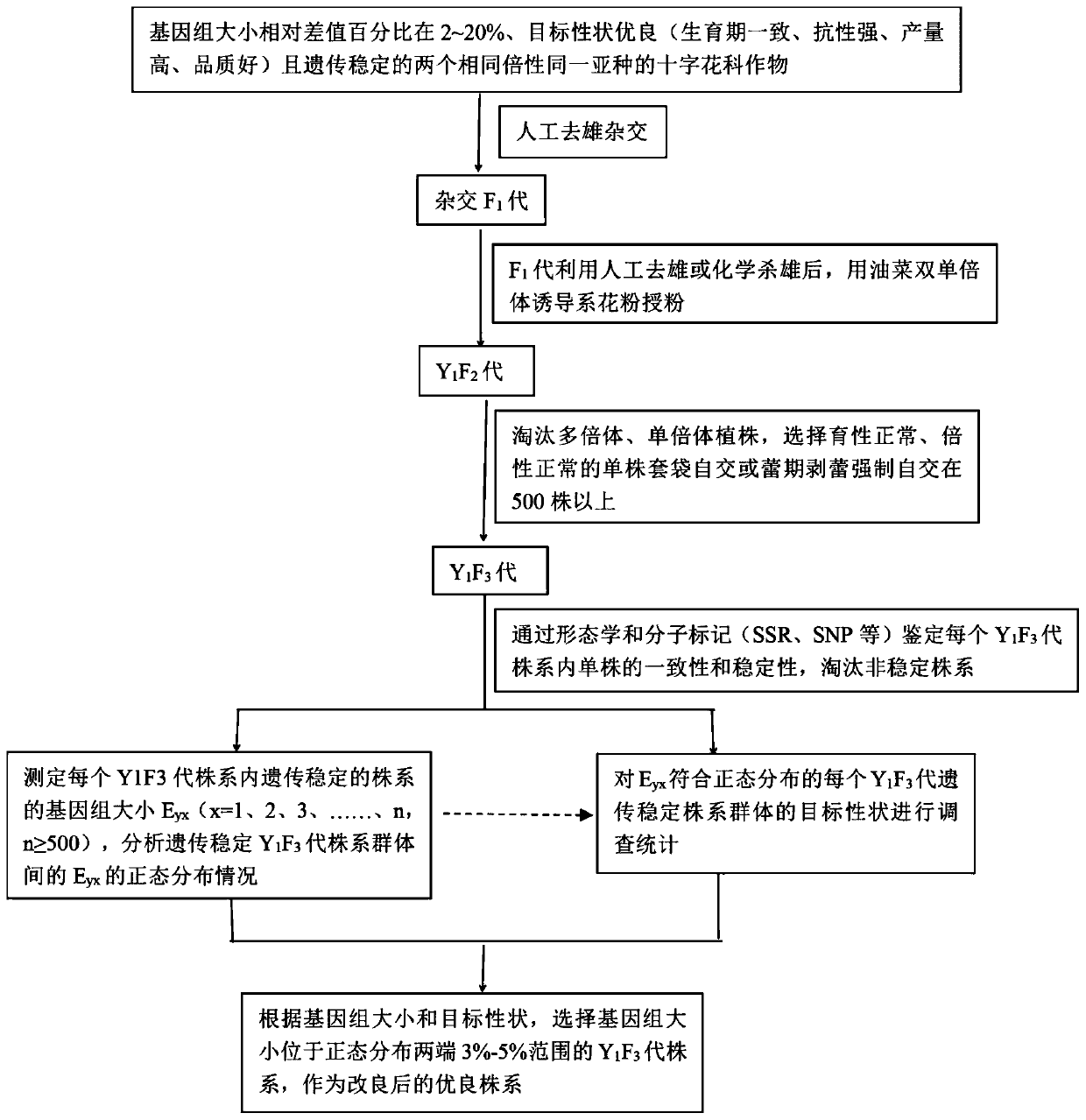 Method based on genome size and for improving cruciferous crop characters