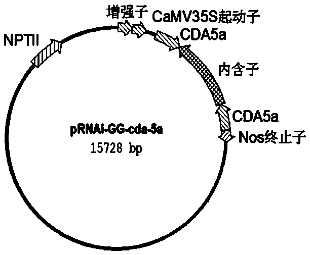 Method for improving insect resistance of plants by using RNA interference technique and special DNA fragment of method