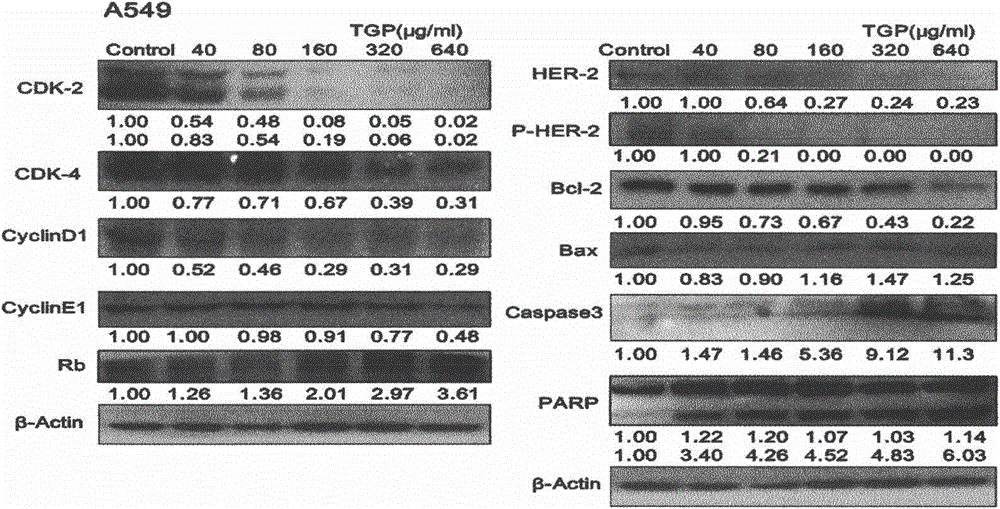 New application of total glucosides of paeony as EGFR (epidermal growth factor receptor) tyrosine kinase inhibitor