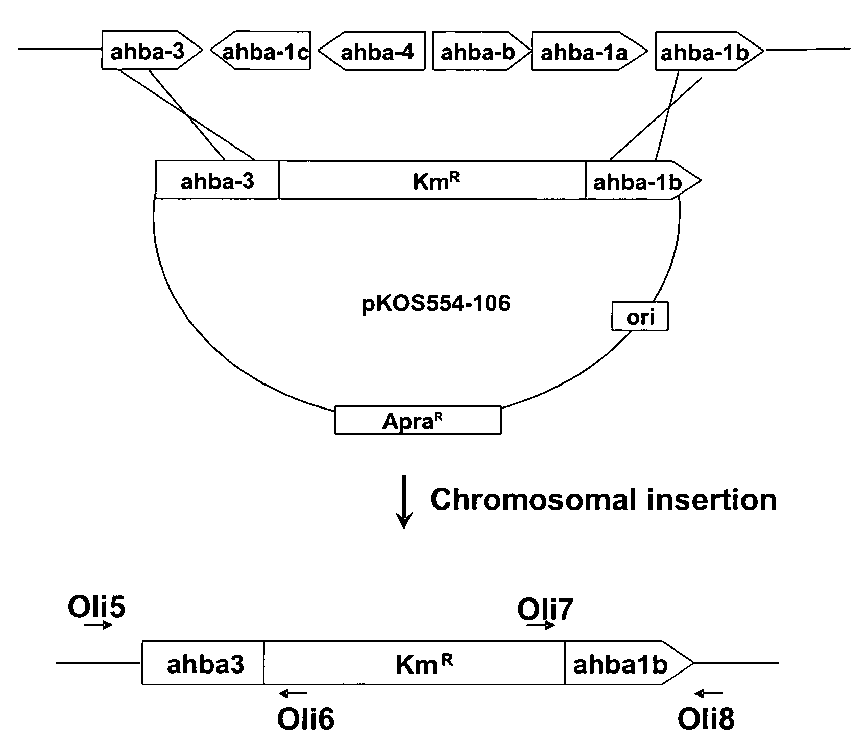 Macrolactams by engineered biosynthesis