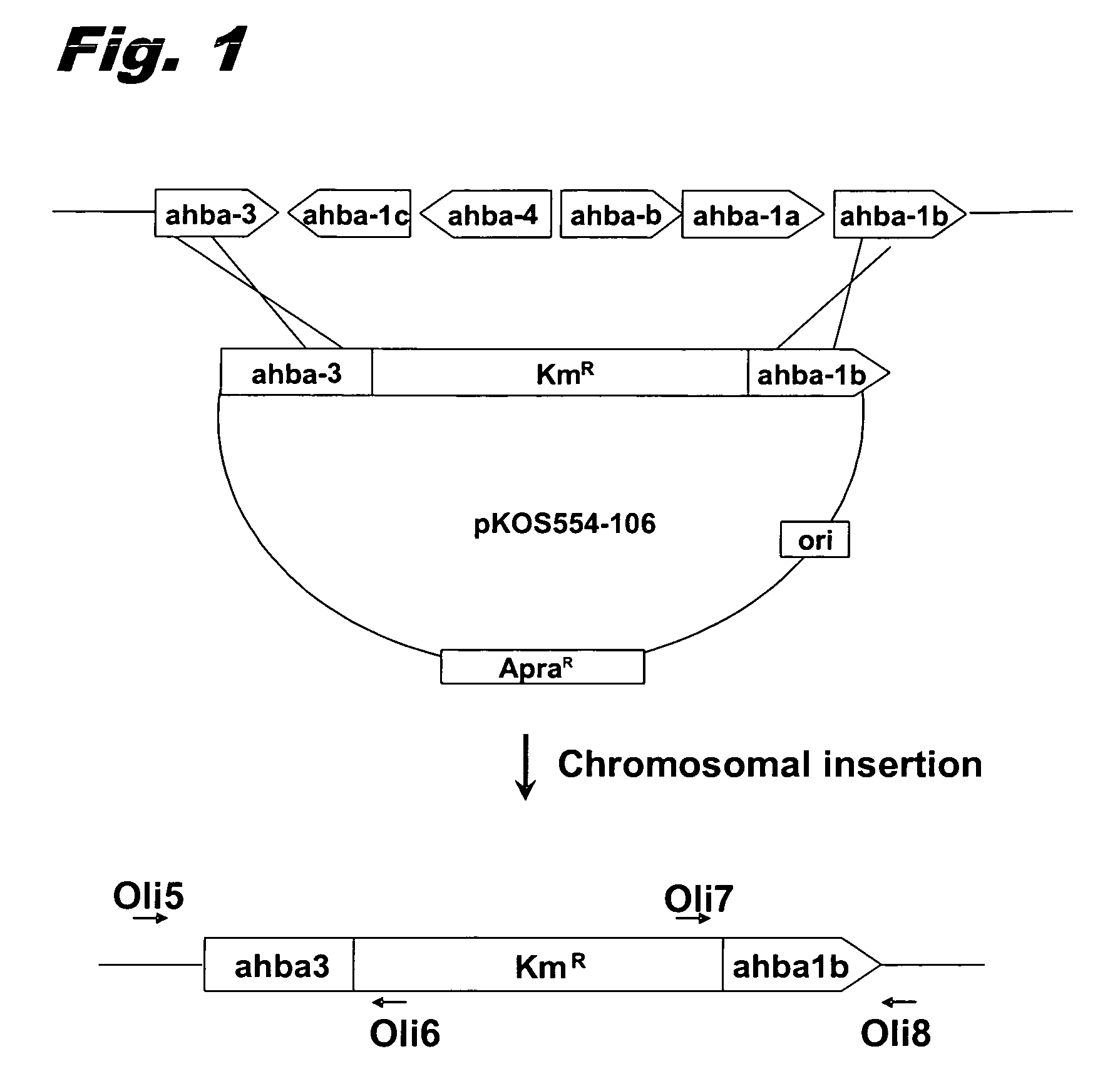 Macrolactams by engineered biosynthesis