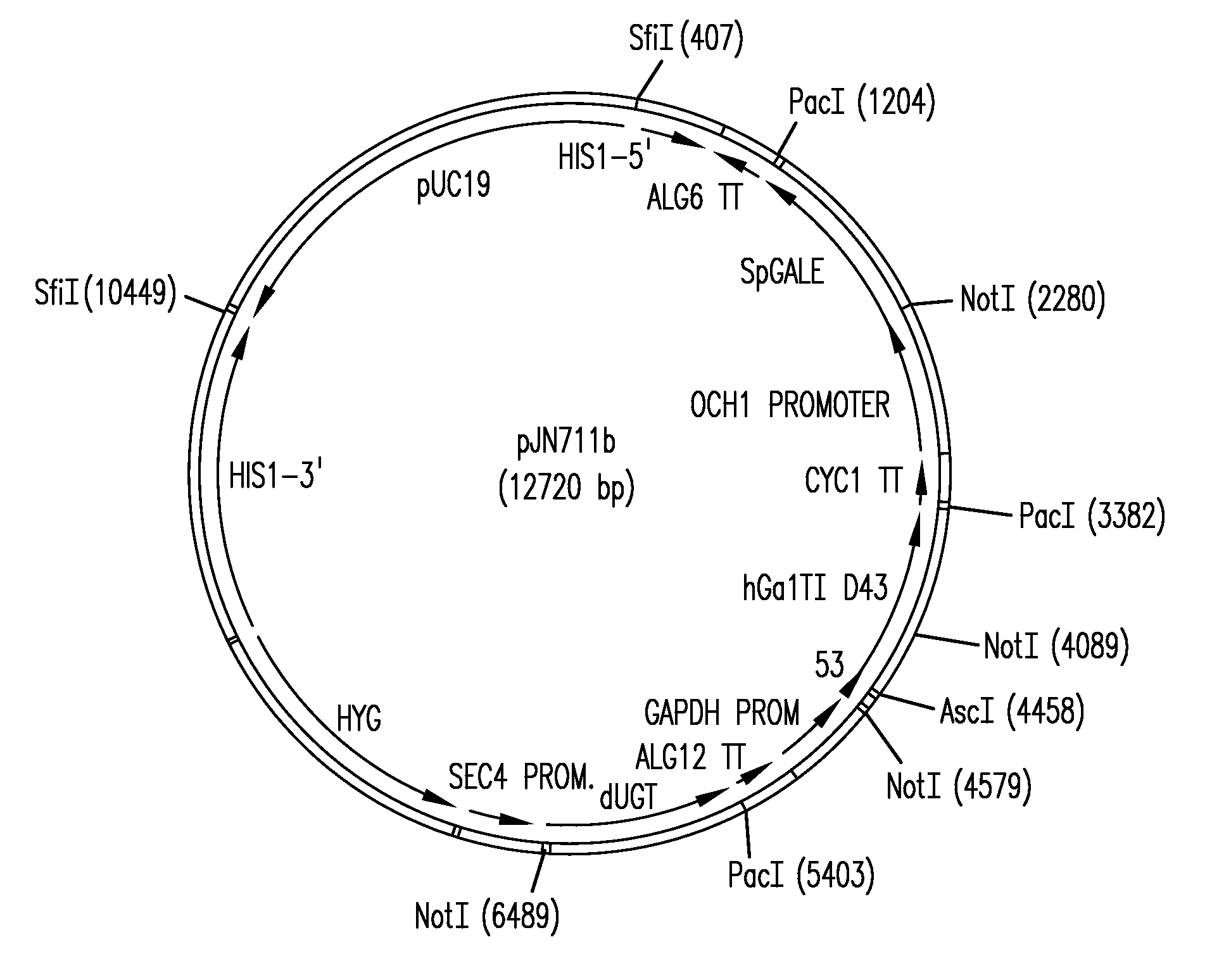 Production of sialylated n-glycans in lower eukaryotes