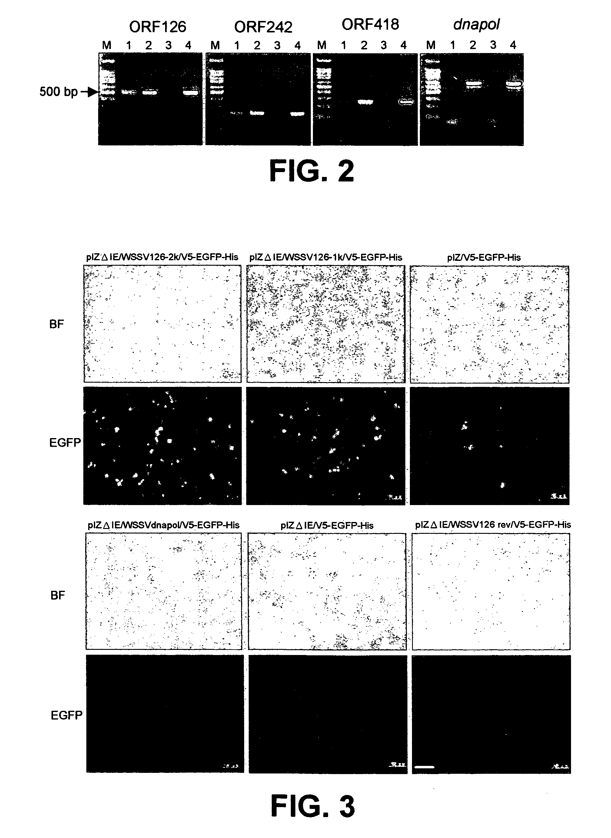 Promoter sequences from WSSV immediate early genes and their uses in recombinant DNA techniques